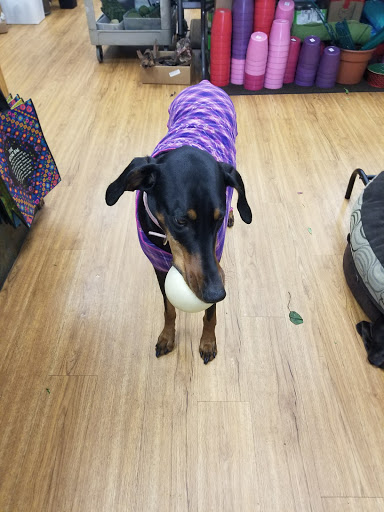 Florist «Cherry Blossoms Florist», reviews and photos, 9975 Wadsworth Pkwy F, Westminster, CO 80021, USA