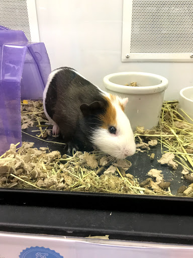 Pet Supply Store «Petco Animal Supplies», reviews and photos, 2515 Corridor Way #3, Coralville, IA 52241, USA