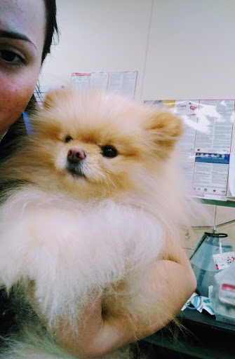 Pet Store «Debbies Pet Boutique», reviews and photos, 431 Center St, Healdsburg, CA 95448, USA