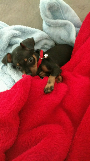 Pet Supply Store «Petco Animal Supplies», reviews and photos, 6 Halfmoon Crossing, Clifton Park, NY 12065, USA