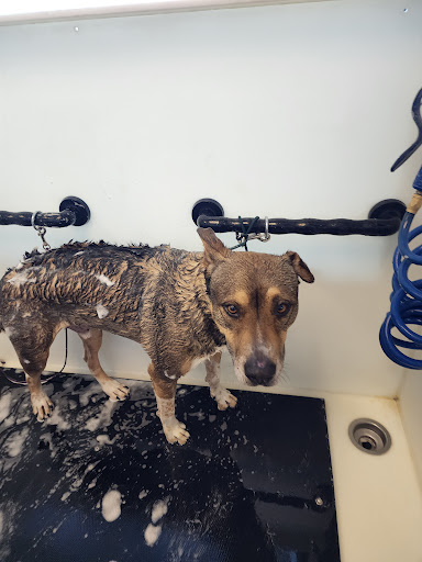 Pet Store «Market Street PET DEPOT», reviews and photos, 2979 S Market St, Gilbert, AZ 85295, USA