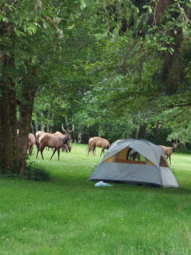 Campground «Hard Rain Cafe», reviews and photos, 5763 Upper Hoh Rd, Forks, WA 98331, USA