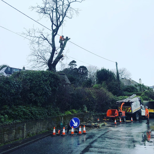 Tree pruning Plymouth