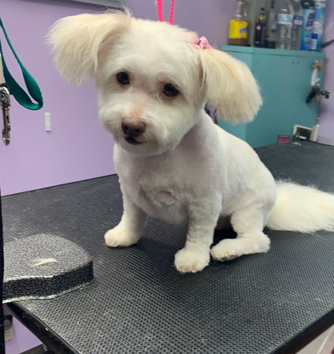 Pet Store «Pet Village», reviews and photos, 5610 Old York Rd, Rock Hill, SC 29732, USA