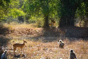 Bandhavgarh Tiger Safari Tala Gate image