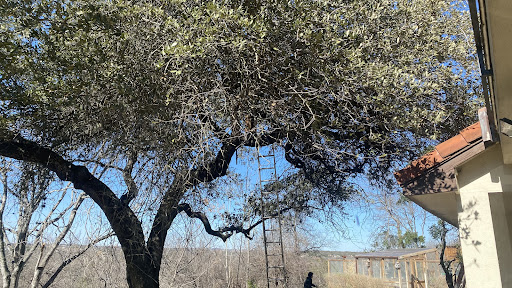 Eastern Shore Tree Service And Lawn Service 4