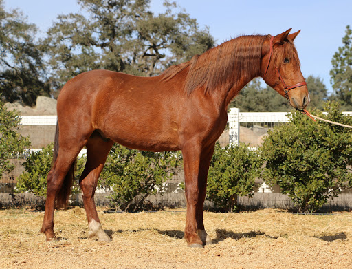 Horse breeder Oceanside