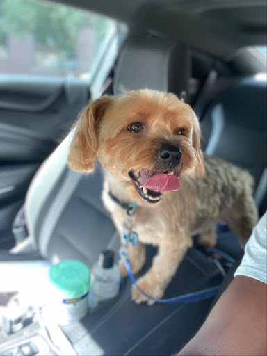 Pet Store «Downtown Pawz», reviews and photos, 1623 Main St #106, Dallas, TX 75201, USA