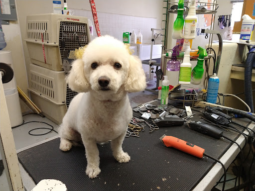 Puppy Bath Pet Grooming Salon