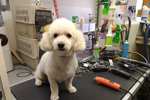 A Puppy Bath Pet Grooming Salon