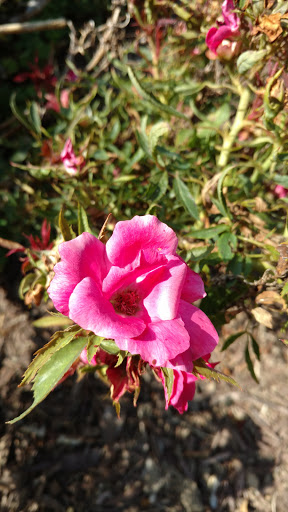 Park «Rose Hill Manor Park», reviews and photos, 1611 N Market St, Frederick, MD 21701, USA