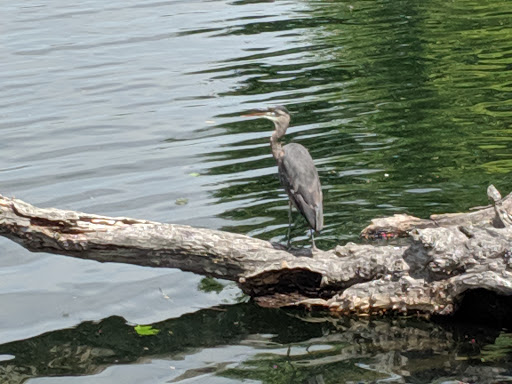Park «Lake Union Park», reviews and photos, 860 Terry Ave N, Seattle, WA 98109, USA
