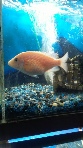 Tropical Fish Store «Delta Pet Center LLC», reviews and photos, 1370 Corporate Square Blvd, Slidell, LA 70458, USA