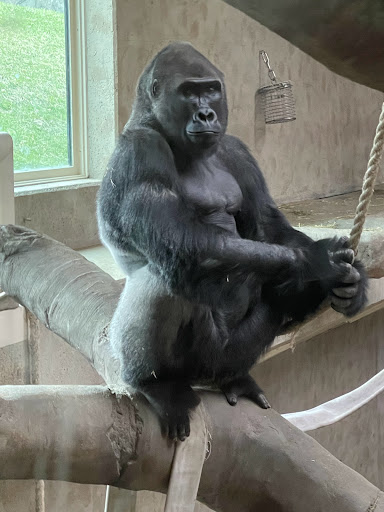 Zoo «Arctic Ring of Life», reviews and photos, 8450 W 10 Mile Rd, Royal Oak, MI 48067, USA