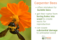 Proactive Pest Control - Photo 6 - Car repair in , Gainesville