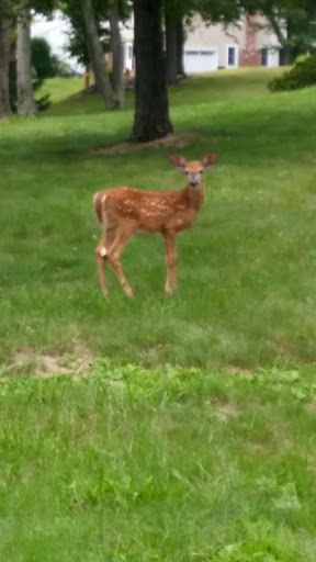 Golf Course «Pinch Brook Golf Course», reviews and photos, 234 S Ridgedale Ave, Florham Park, NJ 07932, USA