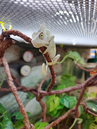 Pet Supply Store «Petco Animal Supplies», reviews and photos, 3452 W Chandler Blvd, Chandler, AZ 85226, USA