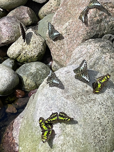 Tourist Attraction «Peck Butterfly House», reviews and photos, 4038 Kaneville Rd, Geneva, IL 60134, USA