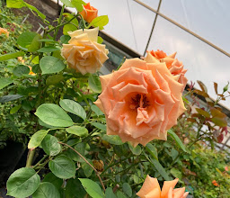 Ludwig's Roses Pretoria East photo