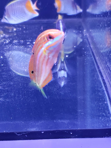 Tropical Fish Store «Barrier Reef Aquariums», reviews and photos, 1717 NE 44th St # A, Renton, WA 98056, USA