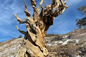 Ancient Bristlecone Pine Forest Visitor Center image