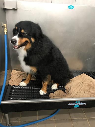 Pet Supply Store «Pet Supplies Plus», reviews and photos, 4970 Transit Rd #2, Depew, NY 14043, USA