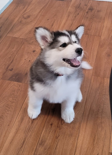 Pet Supply Store «Petco Animal Supplies», reviews and photos, 7400 Rivers Ave z, North Charleston, SC 29406, USA