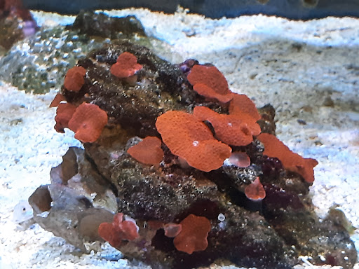 Pet Store «Corals and Fins», reviews and photos, 5011 W Hillsborough Ave, Tampa, FL 33634, USA