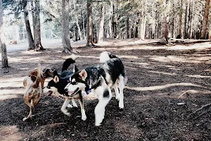Banff Off-Leash Dog Park image
