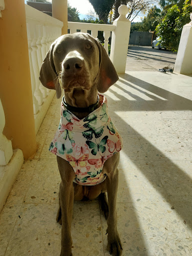 Clínica Veterinaria L´horta en Picassent
