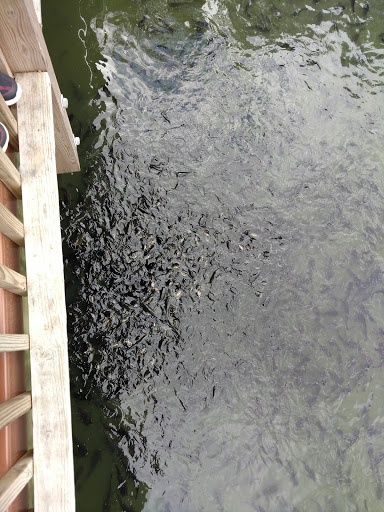 Amusement Park «Adventureland Park», reviews and photos, 3200 Adventureland Dr, Altoona, IA 50009, USA