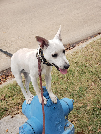 Tip Top K9 Carrollton Dog Training