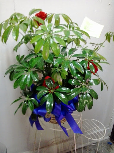 Florist «Flowers by Monica», reviews and photos, 9210 Homestead Rd a, Houston, TX 77016, USA