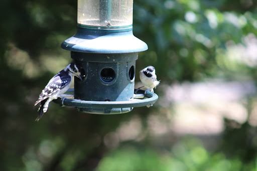 Nature Preserve «Piedmont Environmental Center», reviews and photos, 1220 Penny Rd, High Point, NC 27265, USA