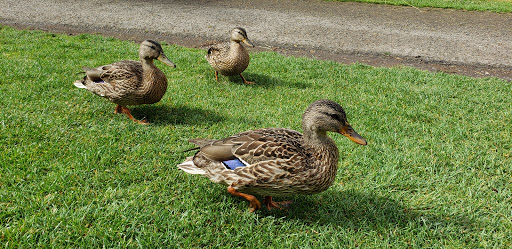 Public Golf Course «Riverbend Golf Complex», reviews and photos, 2019 W Meeker St, Kent, WA 98032, USA