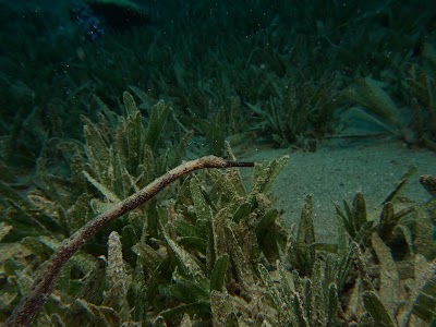 Photos of i Dive Dahab
