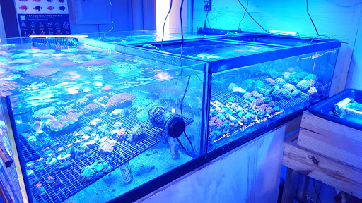 Tropical Fish Store «Blue Earth Corals & Aquariums», reviews and photos, 5791 Desoto Rd, Lake Worth, FL 33463, USA