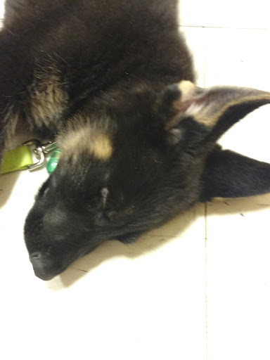 Pet Supply Store «PetSmart», reviews and photos, 1705 N Bechtle Ave, Springfield, OH 45504, USA