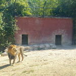 Photo n°1 de l'avis de Raffaello.a fait le 20/08/2021 à 21:22 sur le  Parco Zoo Falconara Srl à Falconara Marittima