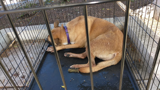 Pet Supply Store «Petco Animal Supplies», reviews and photos, 508 N Doheny Dr, West Hollywood, CA 90048, USA