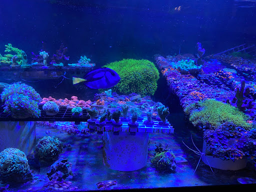 Pet Store «Exotic Fish», reviews and photos, 406 Northside Dr # F, Valdosta, GA 31602, USA