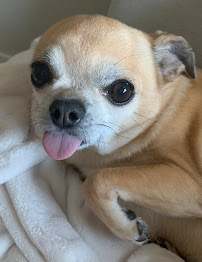 3 Cats & A Dog Pet Sitting Services - Photo 2 - Car repair in , Myrtle Beach