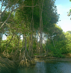 nariva swamp park in paradise