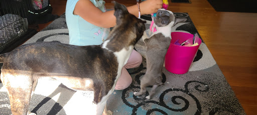 Pet Supply Store «Petco Animal Supplies», reviews and photos, 45 Holyoke St, Holyoke, MA 01040, USA