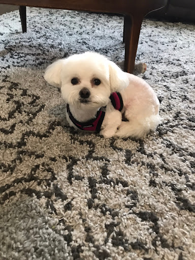 Pet Store «Dogma - Life, With Your Pet.», reviews and photos, 1719 Whetstone Way, Baltimore, MD 21230, USA