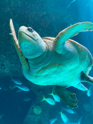 Museum «American Victory Ship», reviews and photos, 705 Channelside Dr, Tampa, FL 33602, USA