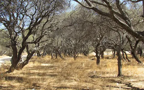 Bosque de Algarrobos de Tiataco image