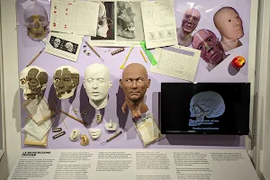 MUSA (Museo Universitario delle Scienze Antropologiche) image