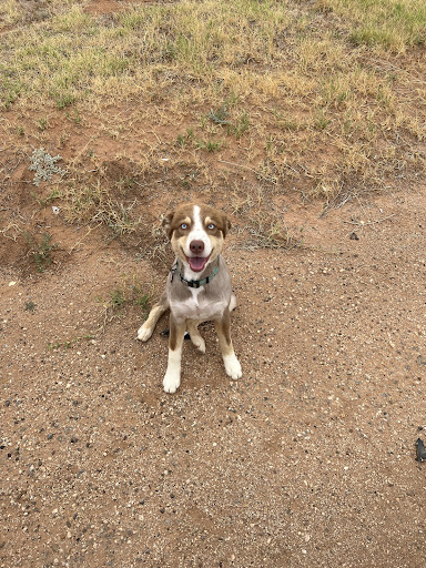 Pet Supply Store «PetSmart», reviews and photos, 6046 Marsha Sharp Fwy, Lubbock, TX 79407, USA