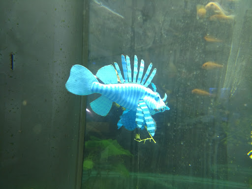 Tropical Fish Store «Monfort Aquarium & Pet», reviews and photos, 6520 Colerain Ave, Cincinnati, OH 45239, USA